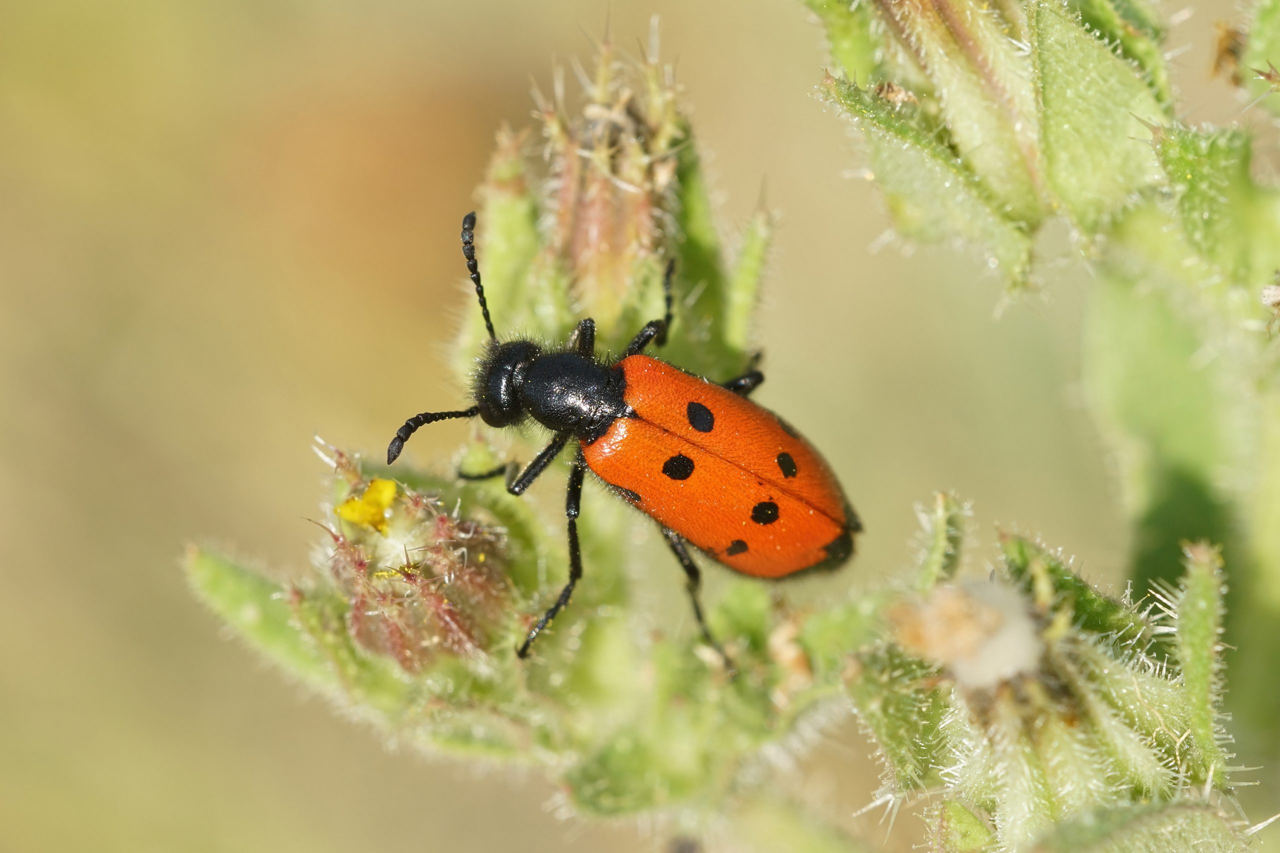 Insectos del mundo